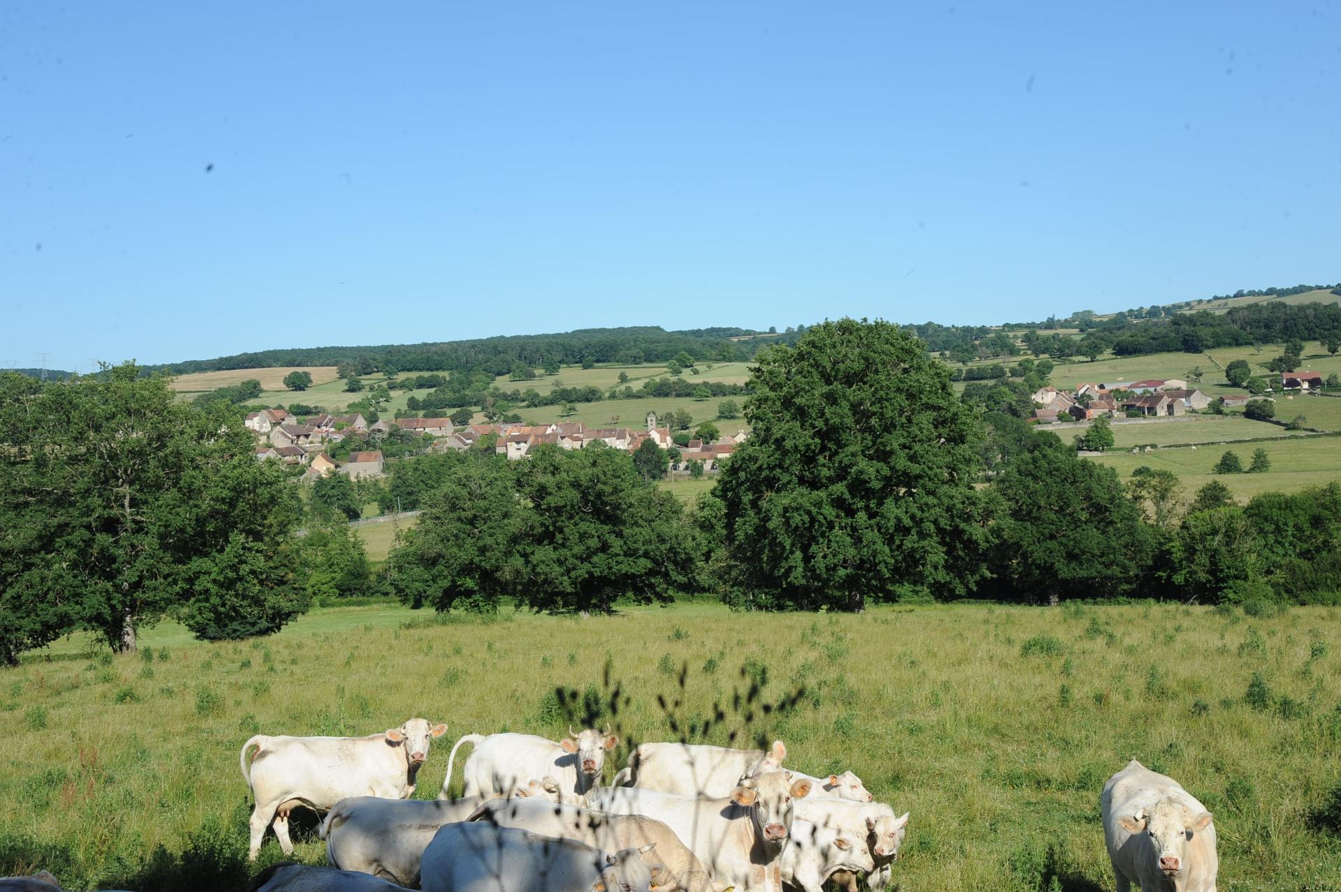 vaches charolaises Commune de Saint Huruge