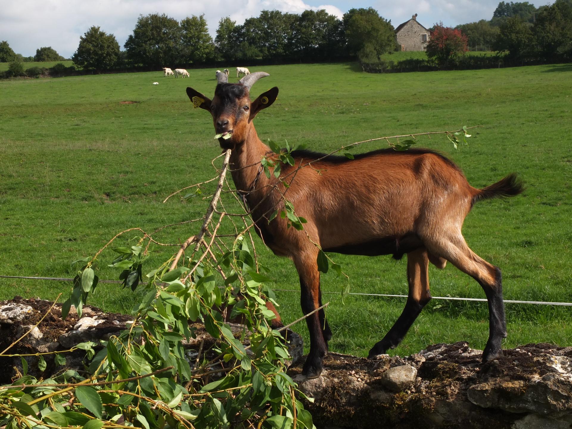 Bouc Commune de Saint Huruge